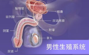 男性生殖系统结构